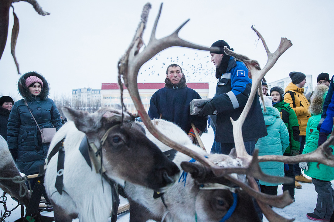 Подготовка к забегу на оленьих упряжках