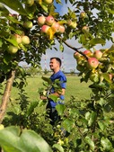 Яблоневый сад на территории Шекснинского ЛПУМГ